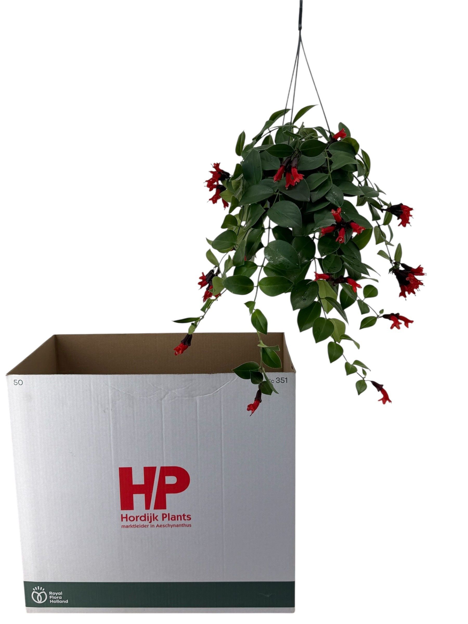 Горшечные цветы и растения оптом Aeschyn Mona Lisa от 7шт из Голландии с доставкой по России