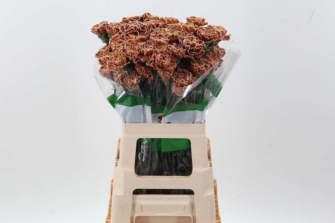 Срезанные цветы оптом Dianthus st paint cappucino от 80шт из Голландии с доставкой по России