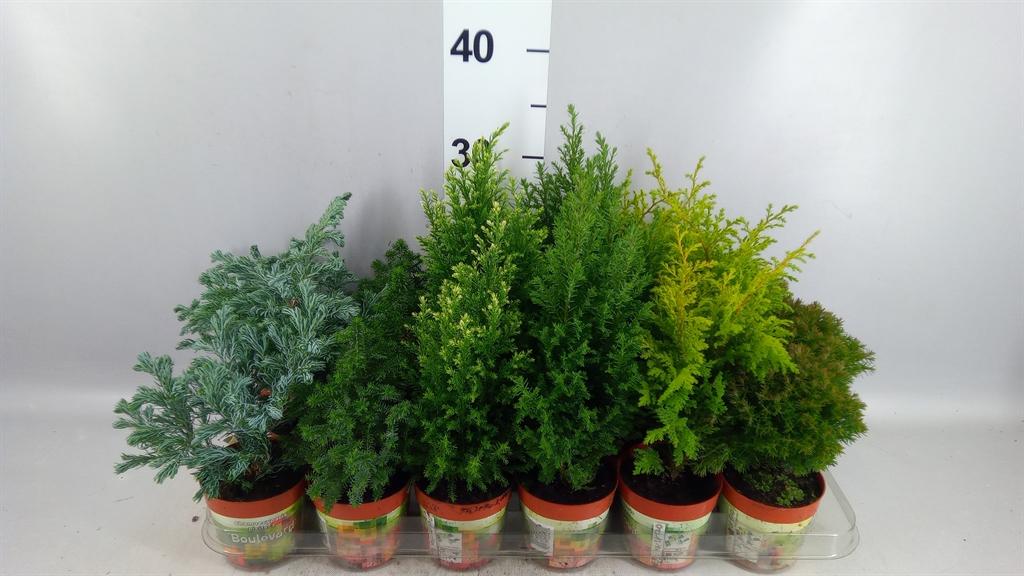 Горшечные цветы и растения оптом Conifers ...mix от 18шт (для телеги) из Голландии с доставкой по России