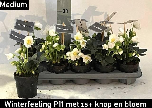 Горшечные цветы и растения оптом Helleborus Nig. Winterfeeling Fleur от 10шт из Голландии с доставкой по России