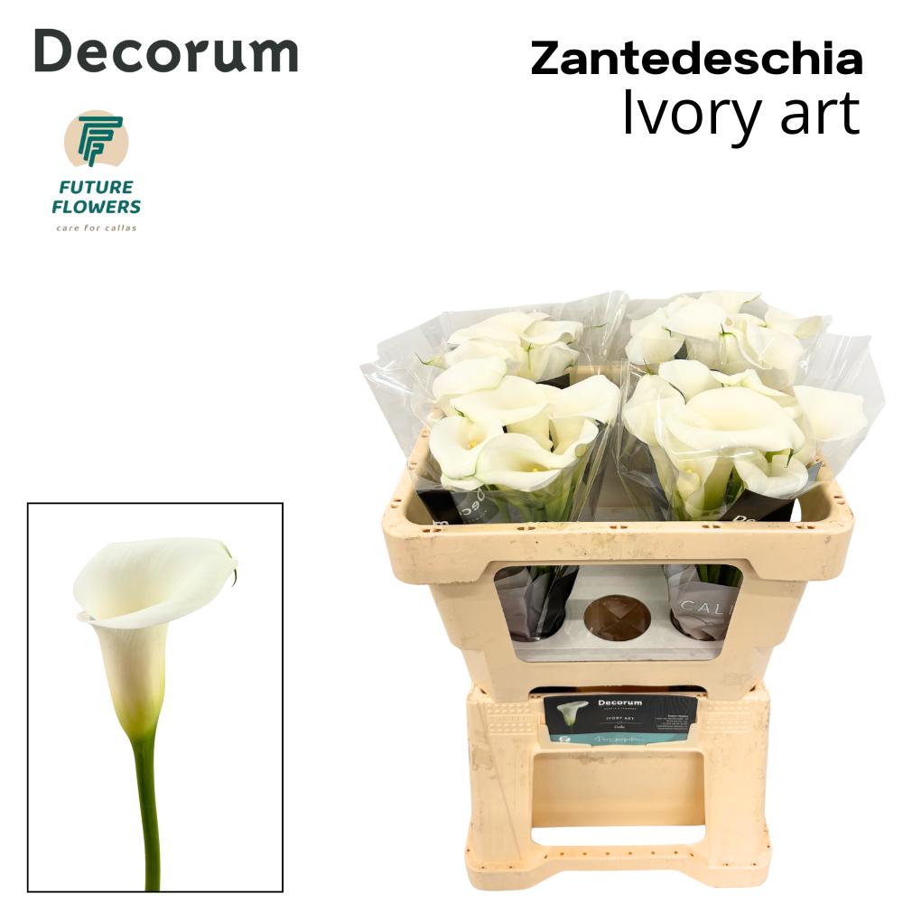 Срезанные цветы оптом Zantedeschia ivory art от 40шт из Голландии с доставкой по России