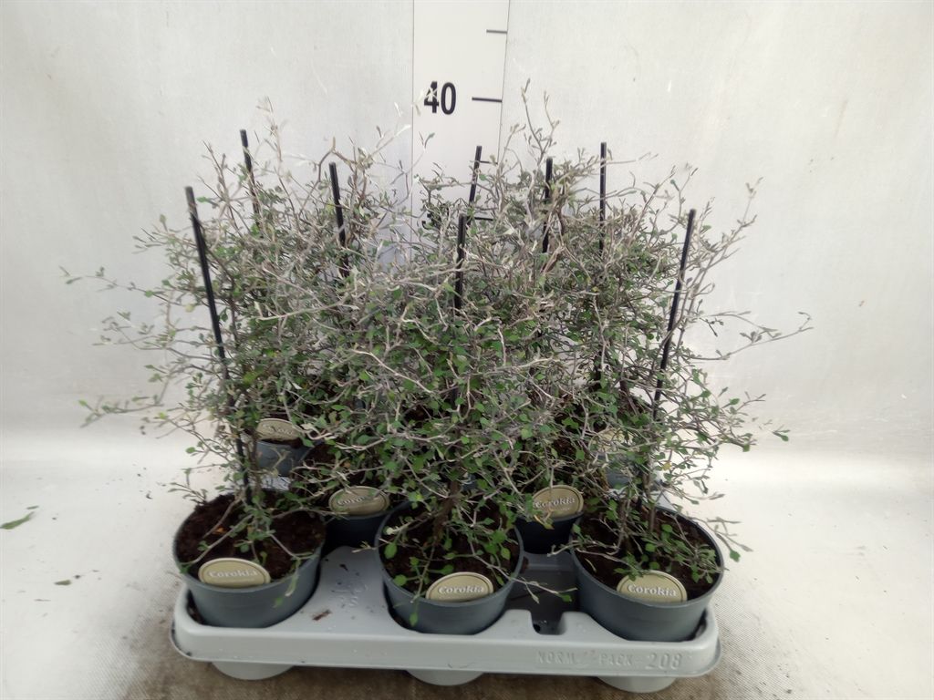 Горшечные цветы и растения оптом Corokia Cotoneaster от 8шт из Голландии с доставкой по России