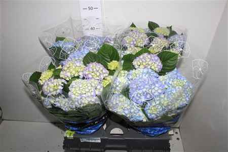 Горшечные цветы и растения оптом Hydr M Blauer Zwerg 12 + от 4шт из Голландии с доставкой по России