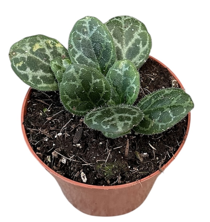 Горшечные цветы и растения оптом Primulina Yungfuensis от 1шт (для телеги) из Голландии с доставкой по России