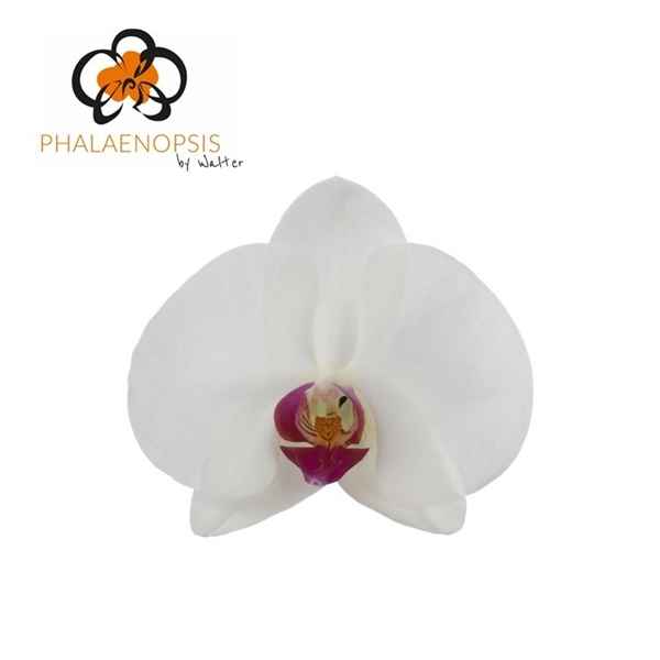 Срезанные цветы оптом Phalaenopsis red lips (per flower) от 25шт из Голландии с доставкой по России