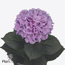 Срезанные цветы оптом Hydrangea royal benefit от 10шт из Голландии с доставкой по России