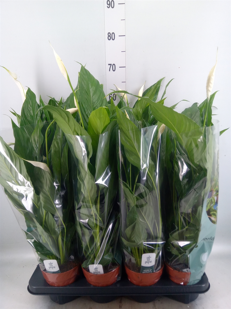 Горшечные цветы и растения оптом Spathiphyllum Sweet Benito - 13cm от 8шт из Голландии с доставкой по России