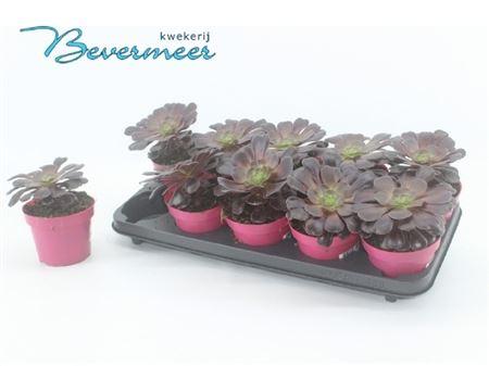 Горшечные цветы и растения оптом Aeonium Ab Velours от 10шт из Голландии с доставкой по России