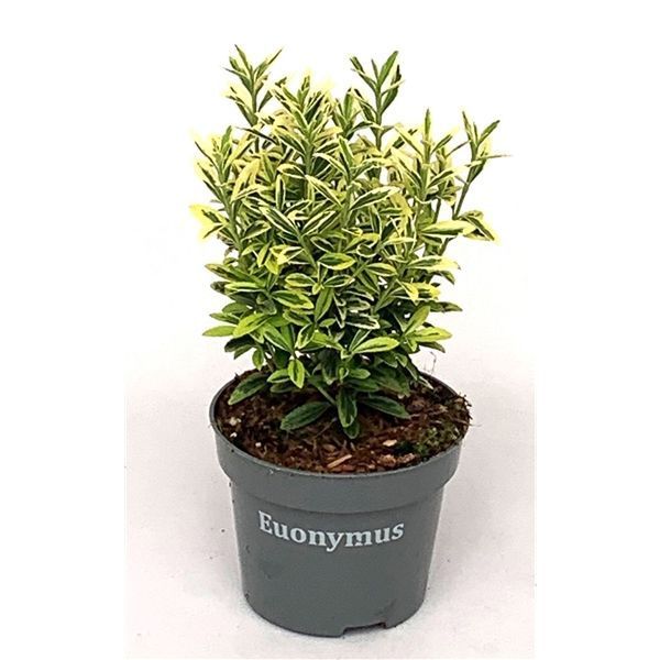 Горшечные цветы и растения оптом Euonymus Jap. Aureo Gold от 10шт из Голландии с доставкой по России