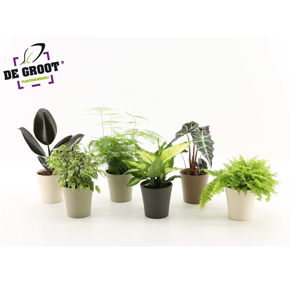 Горшечные цветы и растения оптом Plant Mix In Ceramic от 6шт из Голландии с доставкой по России