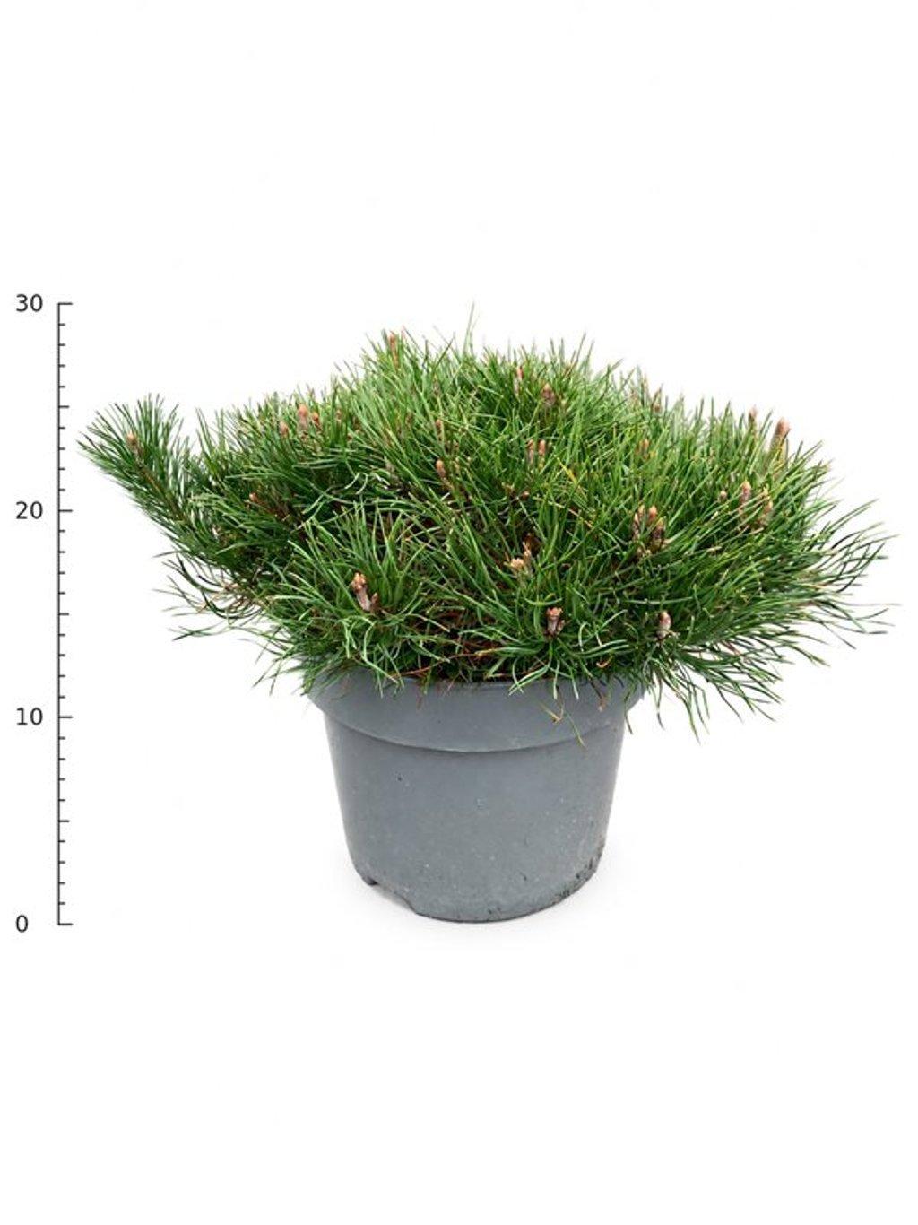 Горшечные цветы и растения оптом Pinus Mugo Pumilio от 1шт из Голландии с доставкой по России