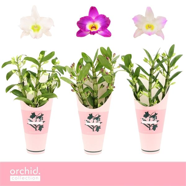 Горшечные цветы и растения оптом Den Nob 3st Mix Compact Orchid Collection от 6шт из Голландии с доставкой по России