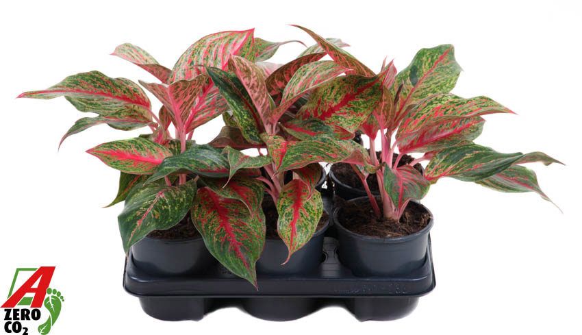 Горшечные цветы и растения оптом Aglaonema Lichee Red от 6шт из Голландии с доставкой по России