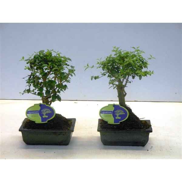 Горшечные цветы и растения оптом Bonsai Ligustrum Sinensis, 15cm., Broom, Without D от 10шт из Голландии с доставкой по России