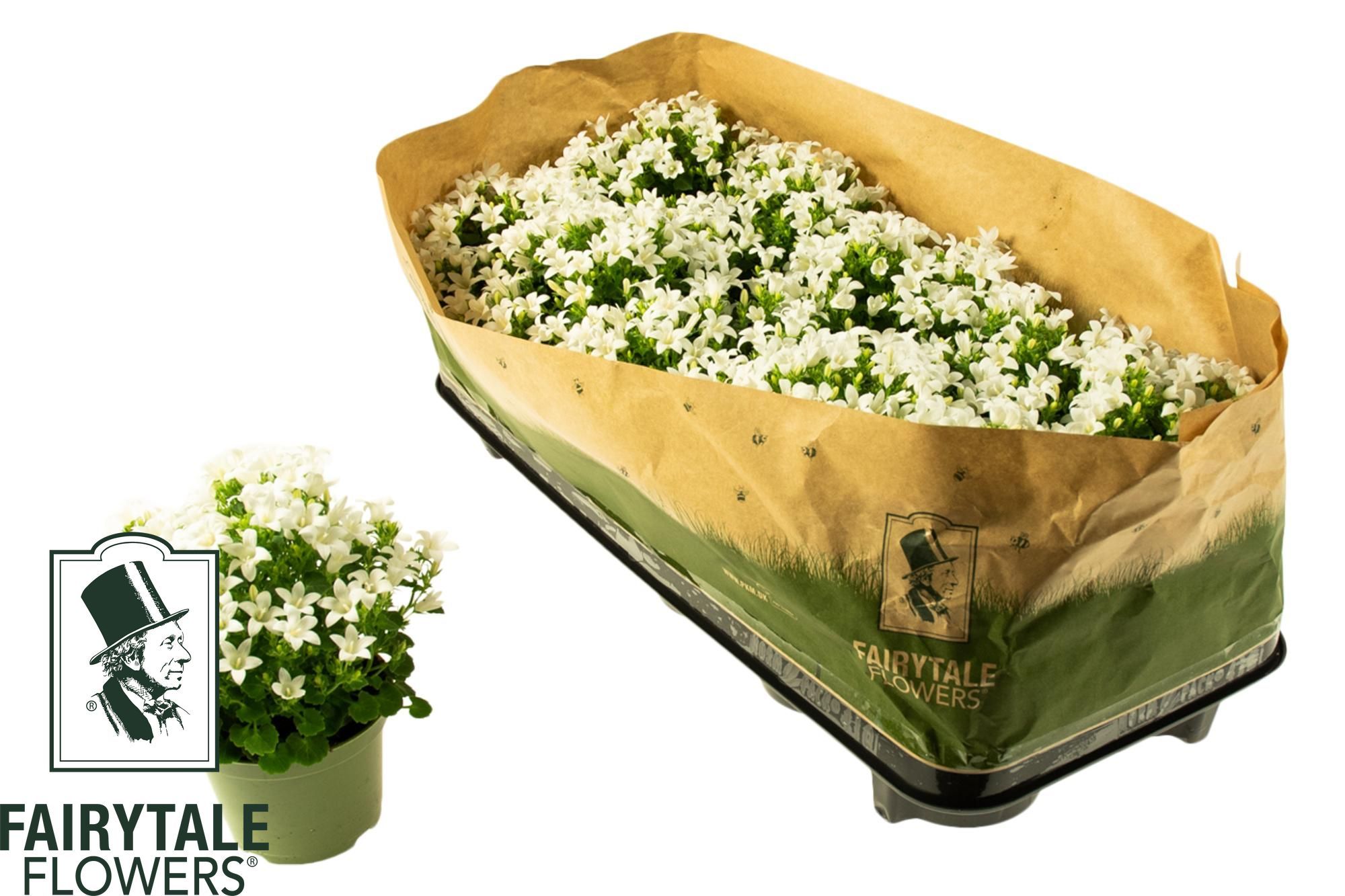 Горшечные цветы и растения оптом Camp Por Whi Get Mee от 10шт (для телеги) из Голландии с доставкой по России