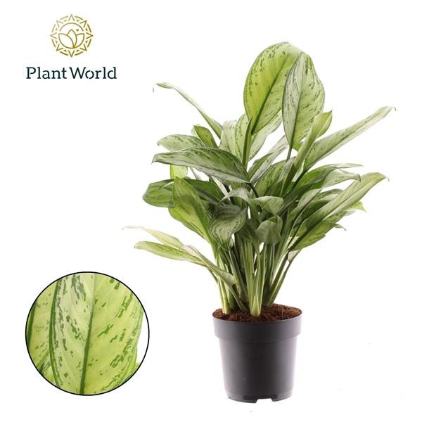 Горшечные цветы и растения оптом Aglaonema Maria Christina от 6шт из Голландии с доставкой по России