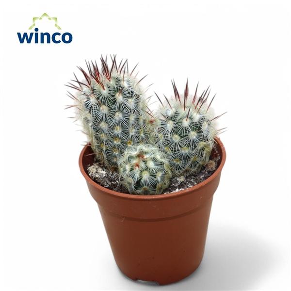 Горшечные цветы и растения оптом Mammillaria Microhelia Group от 20шт (для телеги) из Голландии с доставкой по России