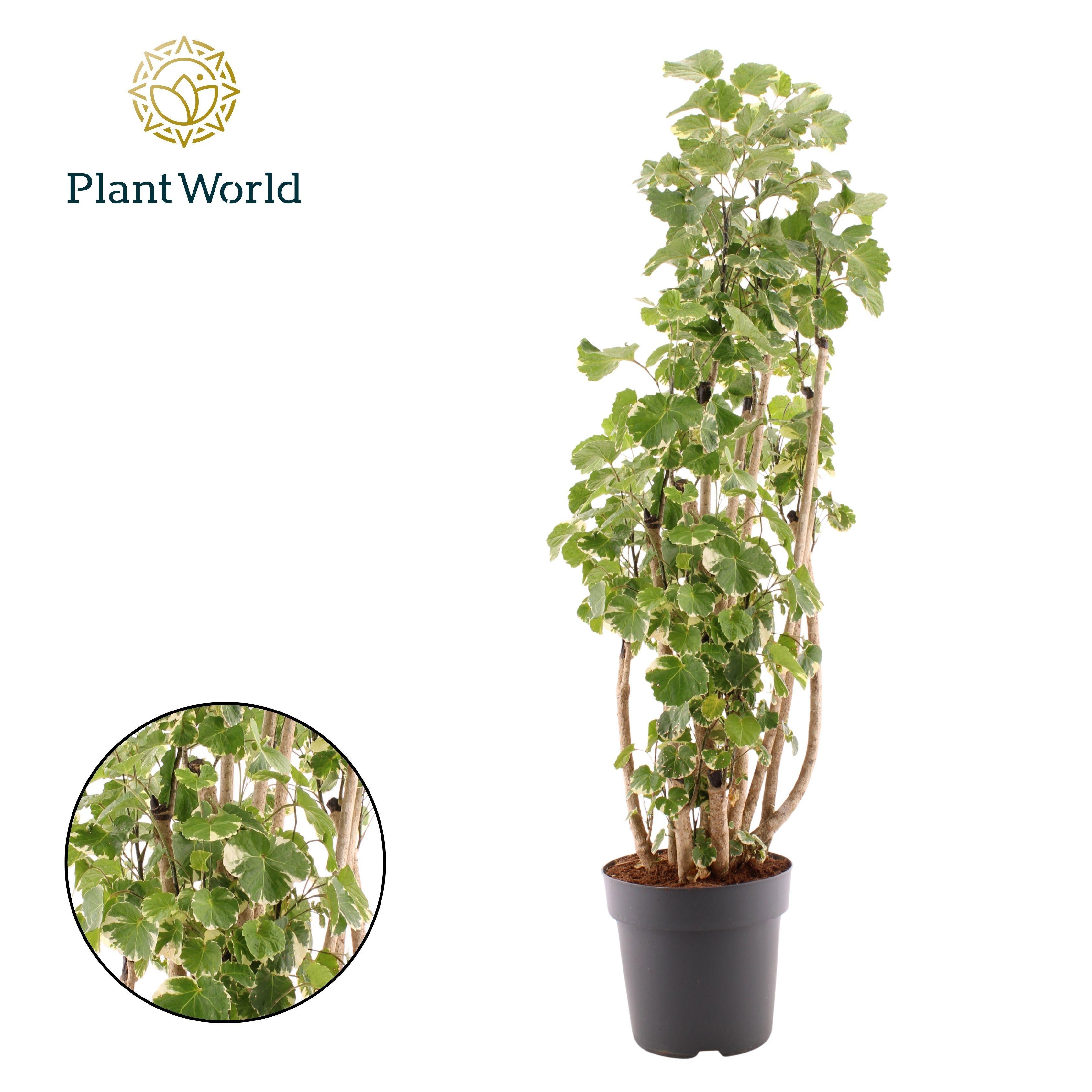 Горшечные цветы и растения оптом Polyscias Balfouriana Branched (dec) от 1шт из Голландии с доставкой по России