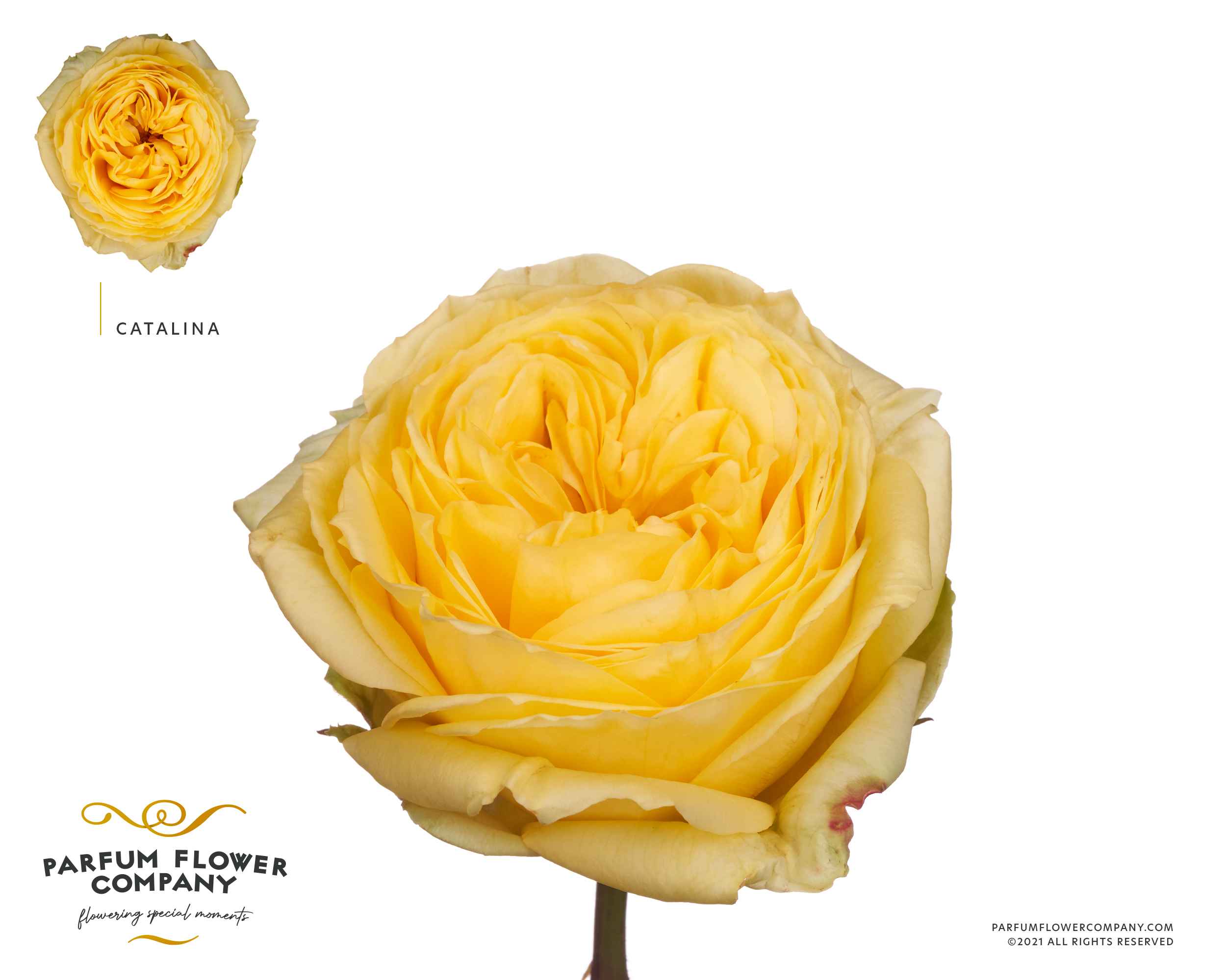 Срезанные цветы оптом Rosa la garden catalina от 12шт из Голландии с доставкой по России