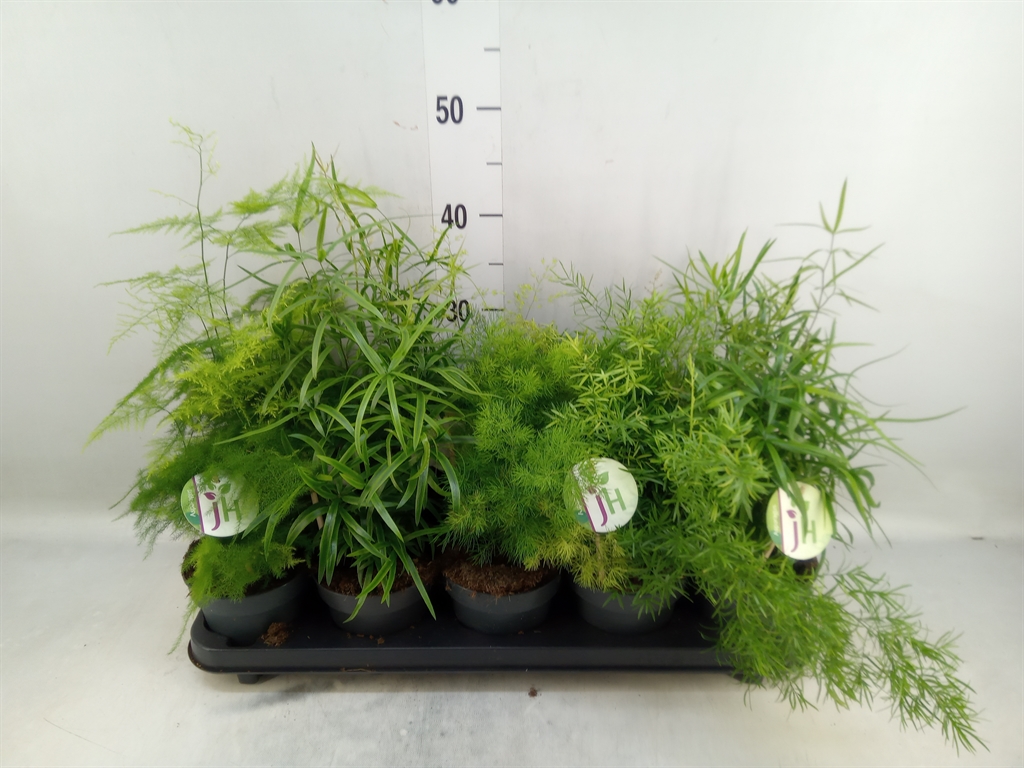 Горшечные цветы и растения оптом Asparagus   ...mix от 10шт из Голландии с доставкой по России