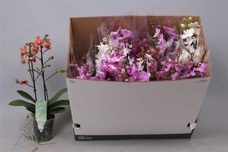 Горшечные цветы и растения оптом Phal Mf Gem 8 Kl 2 Branches 30+ Zwaar Vertakt от 12шт из Голландии с доставкой по России