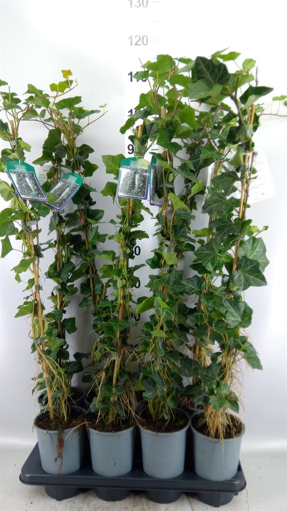 Горшечные цветы и растения оптом Hedera Hibernica от 8шт из Голландии с доставкой по России