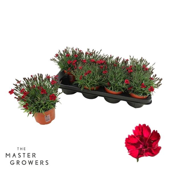 Горшечные цветы и растения оптом Dianthus Pillow Red от 8шт из Голландии с доставкой по России