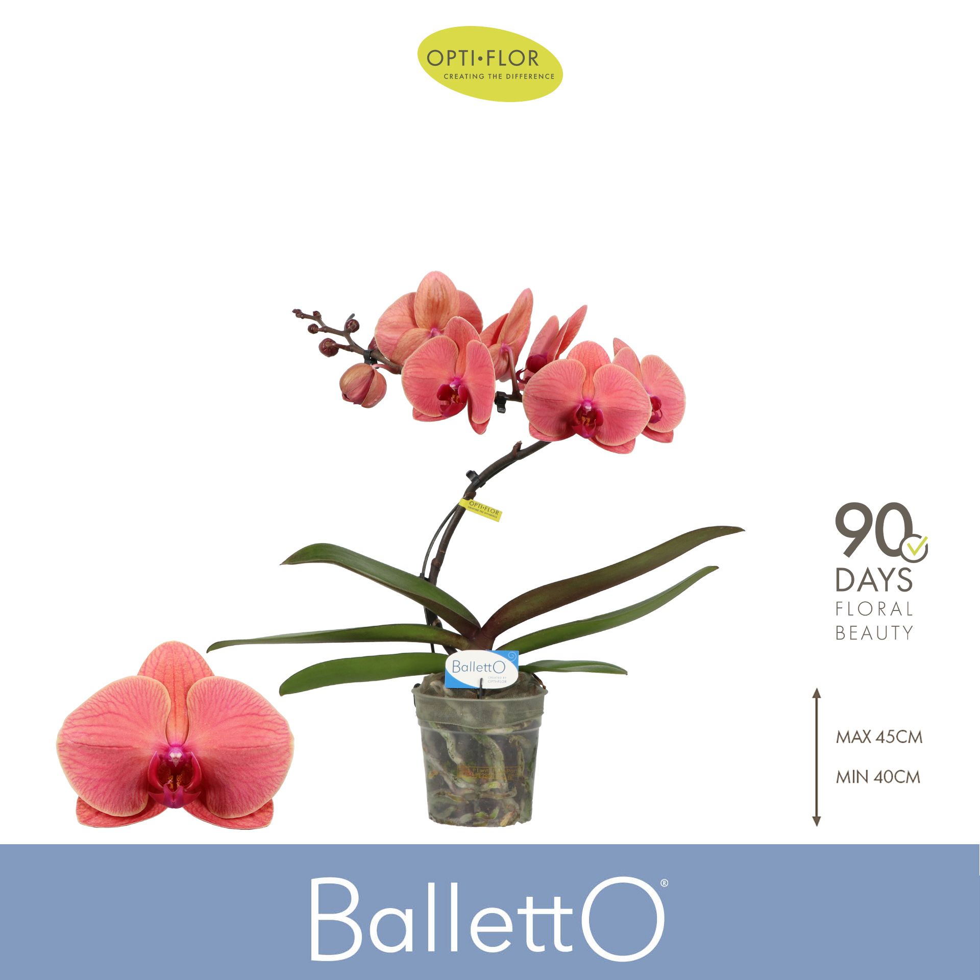 Горшечные цветы и растения оптом Phal 1st Balletto Orange (opti) от 3шт из Голландии с доставкой по России