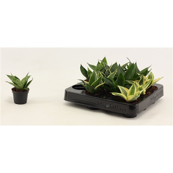Горшечные цветы и растения оптом Sansevieria Hahnii  Mix от 20шт (для телеги) из Голландии с доставкой по России