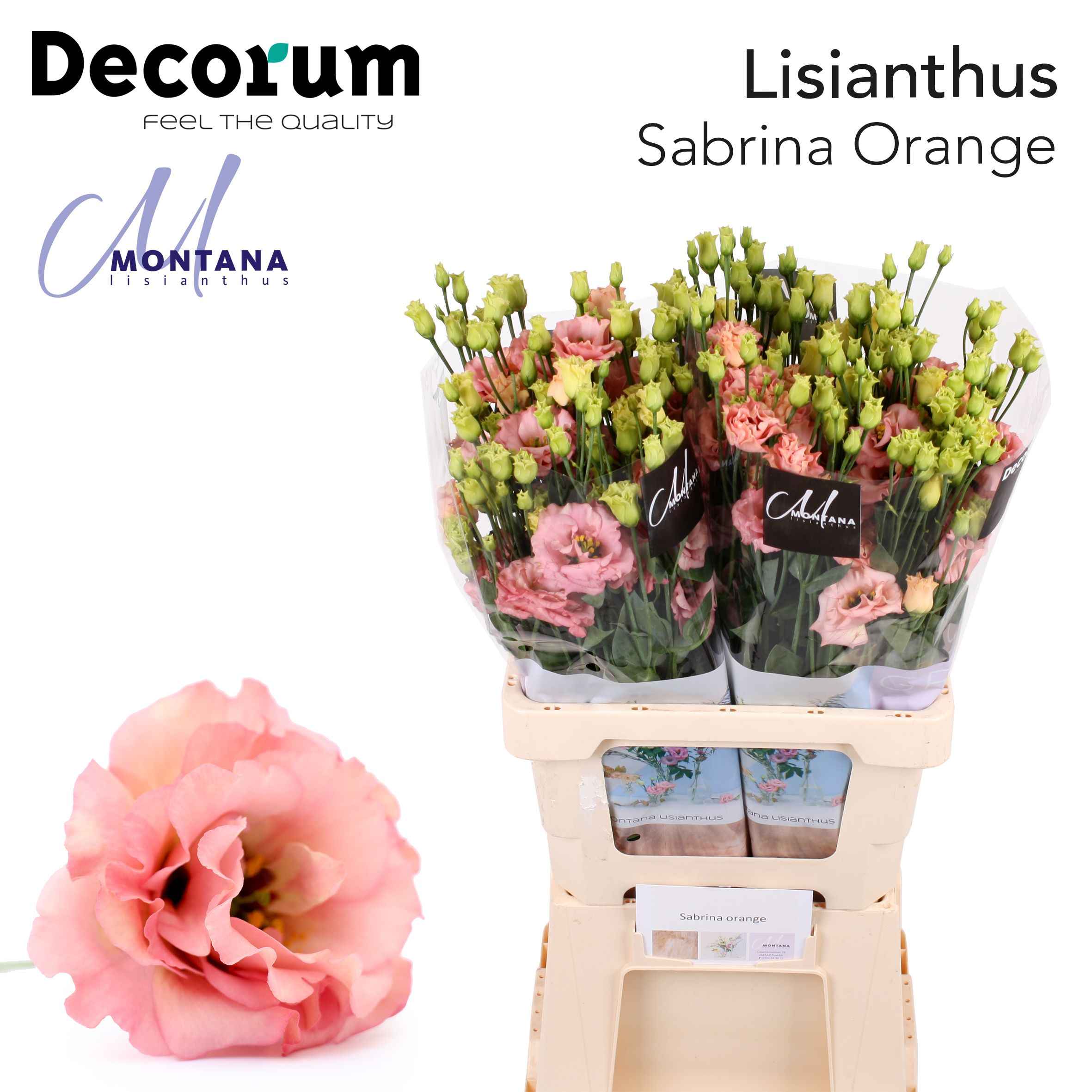Срезанные цветы оптом Lisianthus do sabrina orange от 20шт из Голландии с доставкой по России