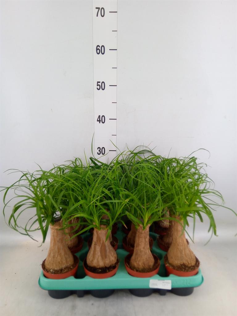 Горшечные цветы и растения оптом Beaucarnea Recht 12 Cm In Carly (ne от 12шт (для телеги) из Голландии с доставкой по России