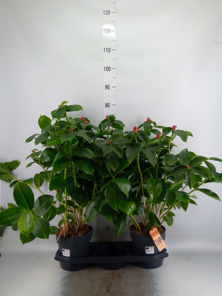 Горшечные цветы и растения оптом Planten   ...green L% от 2шт из Голландии с доставкой по России