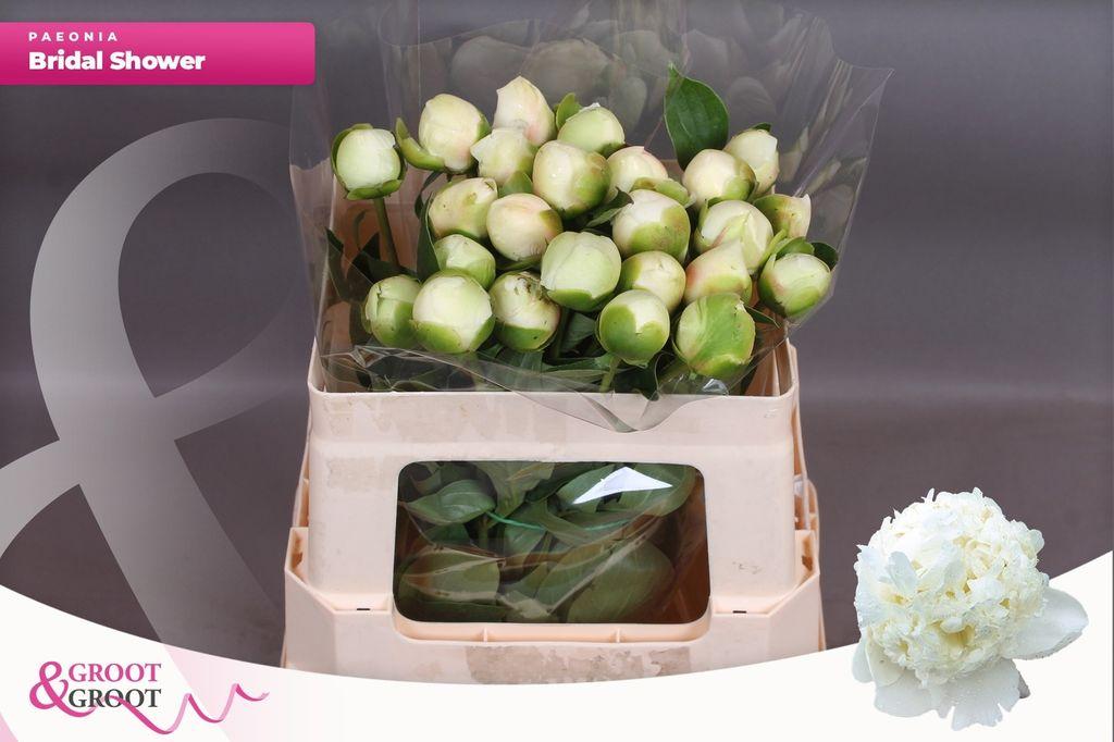 Срезанные цветы оптом Paeonia bridal shower от 25шт из Голландии с доставкой по России