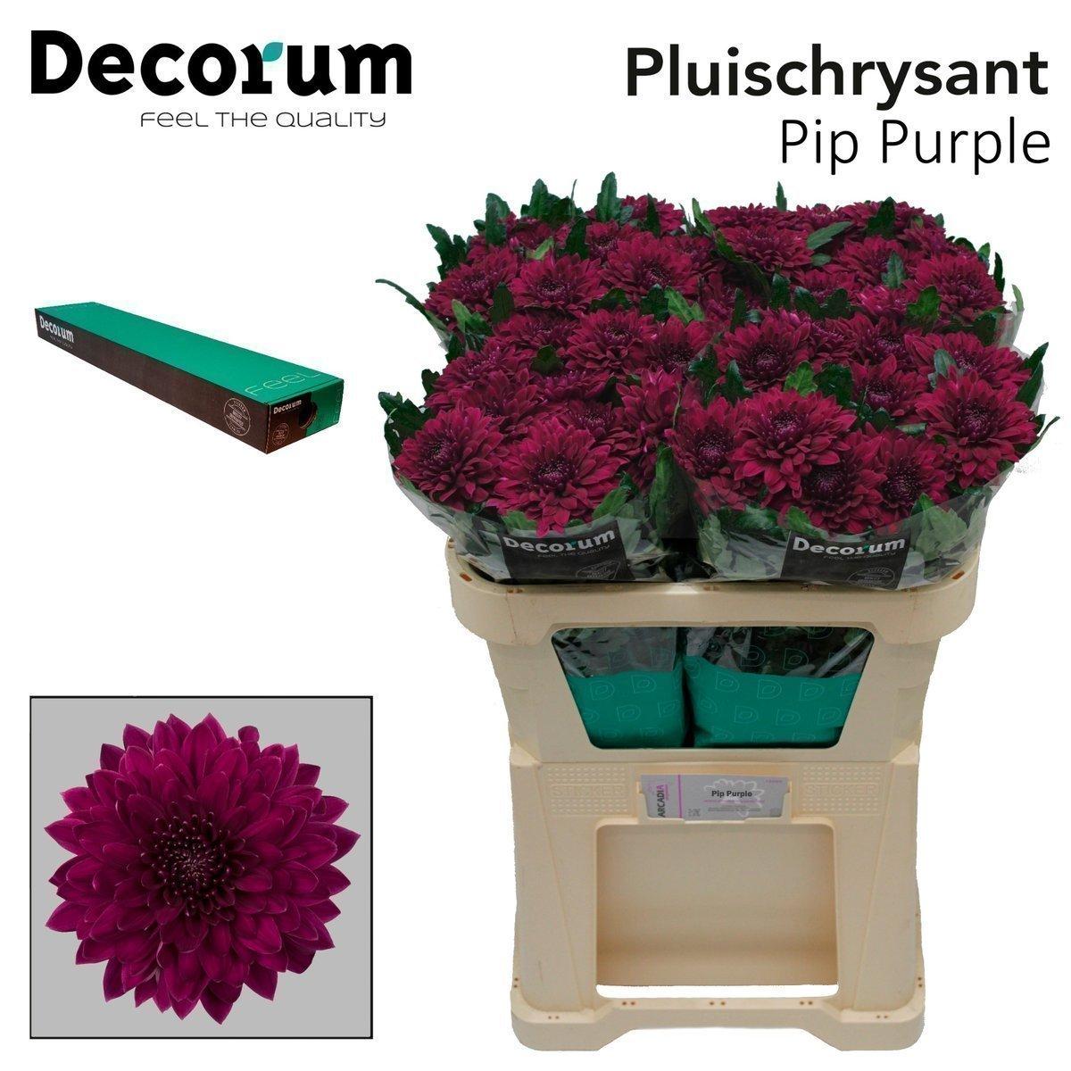 Срезанные цветы оптом Chrys bl pip cherry от 20шт из Голландии с доставкой по России