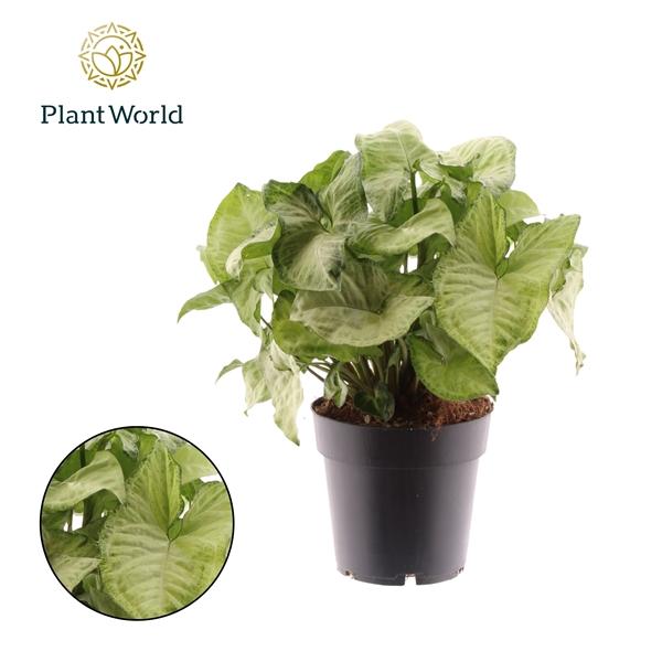 Горшечные цветы и растения оптом Syngonium White Butterfly от 6шт из Голландии с доставкой по России