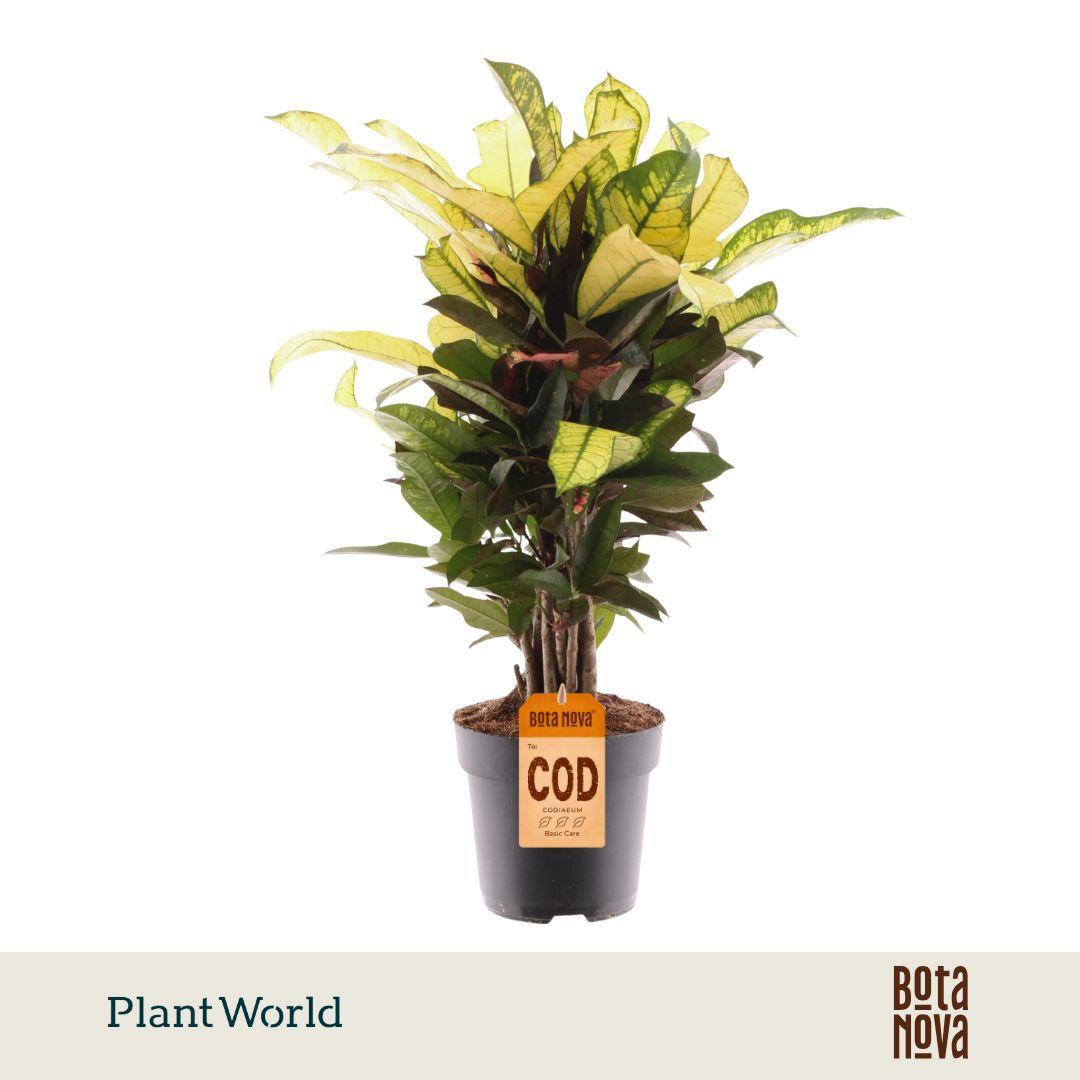 Горшечные цветы и растения оптом Croton Wilma Branched от 6шт из Голландии с доставкой по России