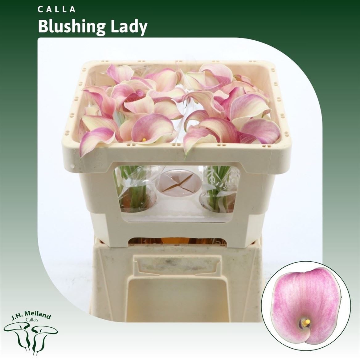 Срезанные цветы оптом Zantedeschia blushing lady от 40шт из Голландии с доставкой по России