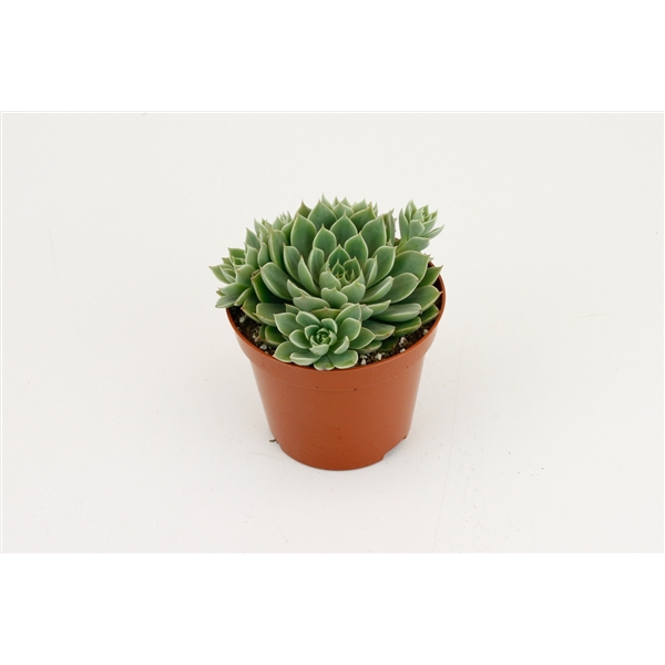Горшечные цветы и растения оптом Echevieria Scorpio от 18шт (для телеги) из Голландии с доставкой по России