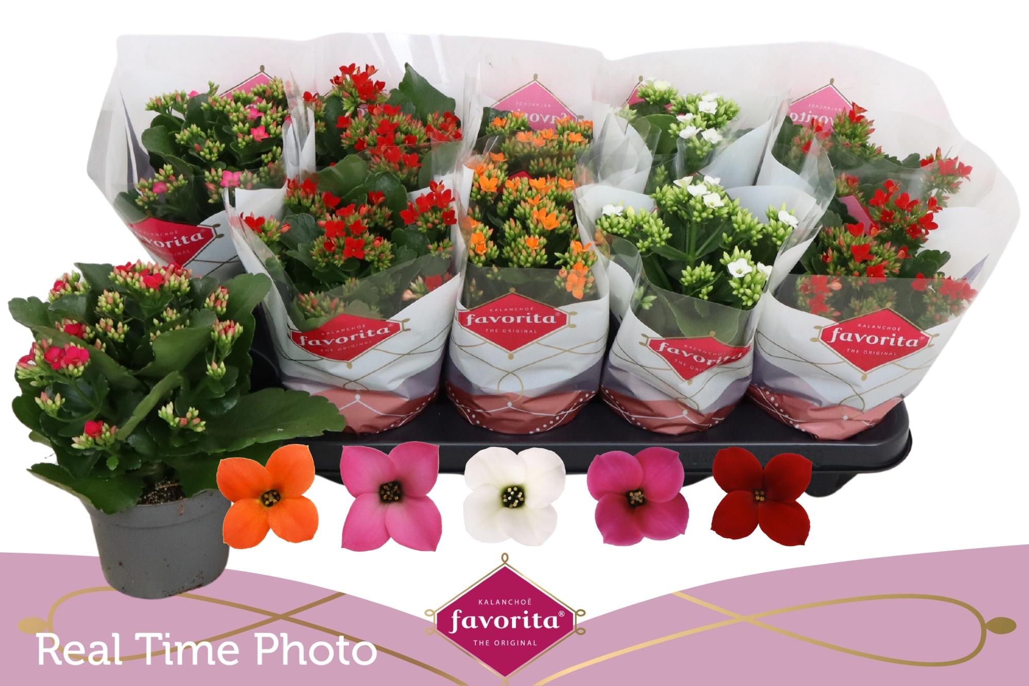 Горшечные цветы и растения оптом Kal En Gem 5 Kl от 10шт из Голландии с доставкой по России