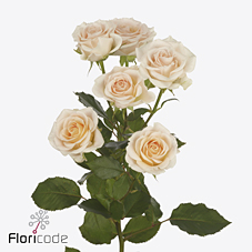 Срезанные цветы оптом Rosa spray morning star от 40шт из Голландии с доставкой по России