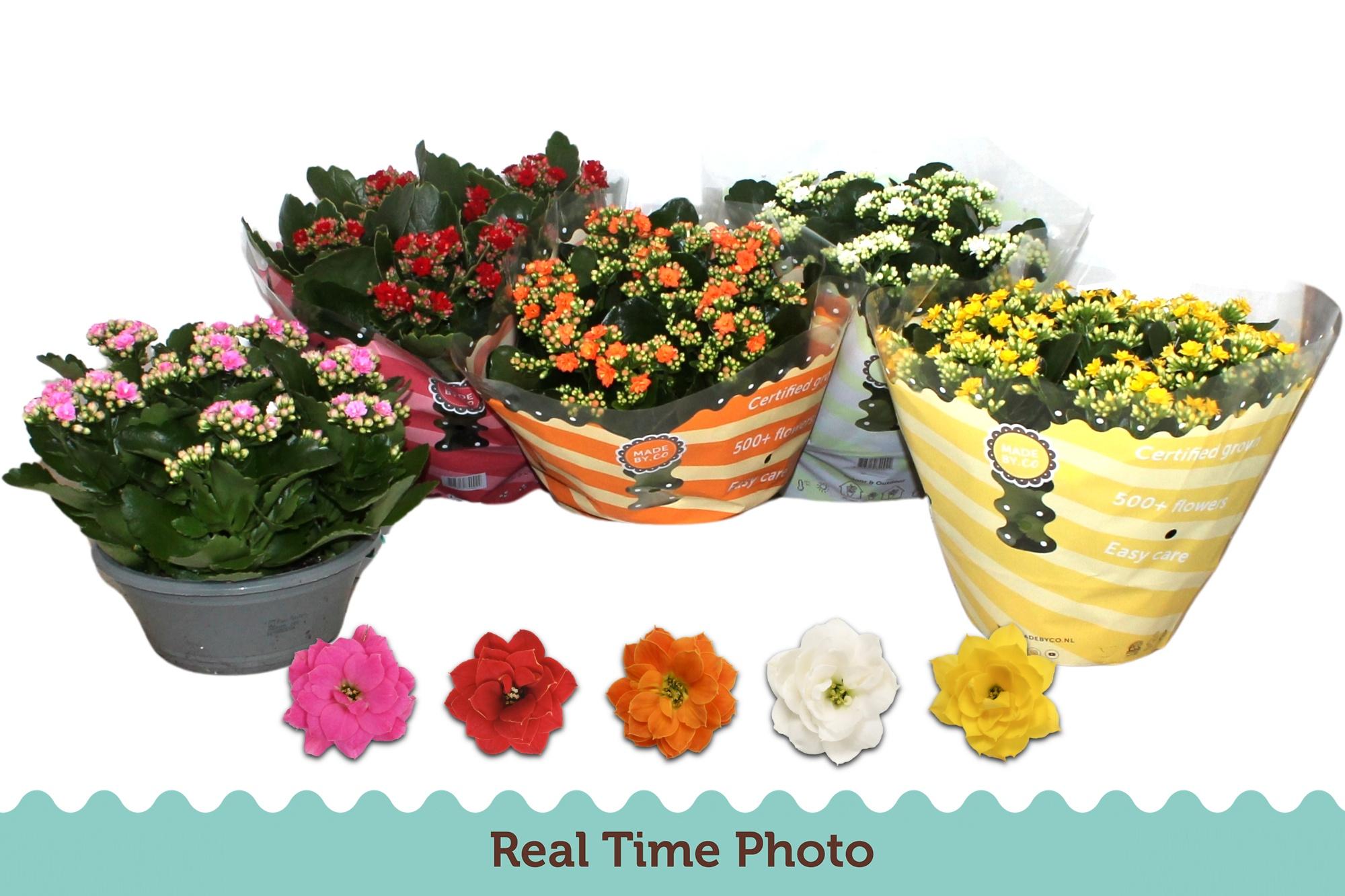 Горшечные цветы и растения оптом Kal Ge Gem 5 Kl от 3шт из Голландии с доставкой по России