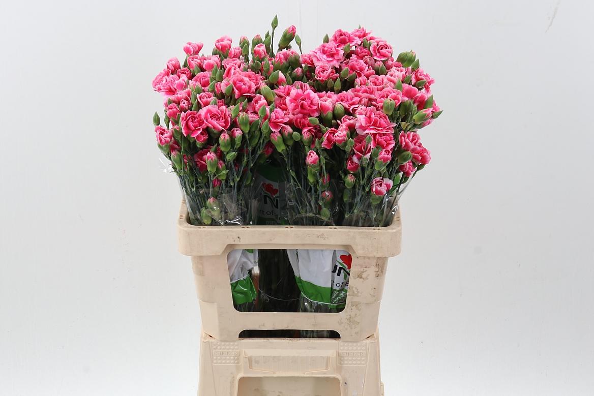 Срезанные цветы оптом Dianthus sp cosmocherry от 100шт из Голландии с доставкой по России