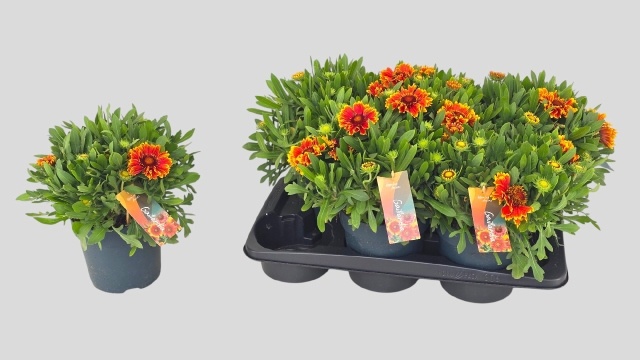 Горшечные цветы и растения оптом Gail Kobold от 6шт из Голландии с доставкой по России