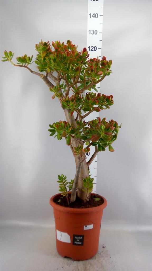 Горшечные цветы и растения оптом Crassula Ovata sunset A от 1шт из Голландии с доставкой по России