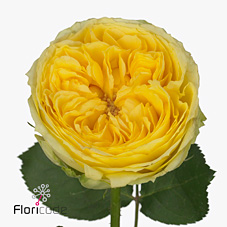 Срезанные цветы оптом Rosa garden catalina от 12шт из Голландии с доставкой по России