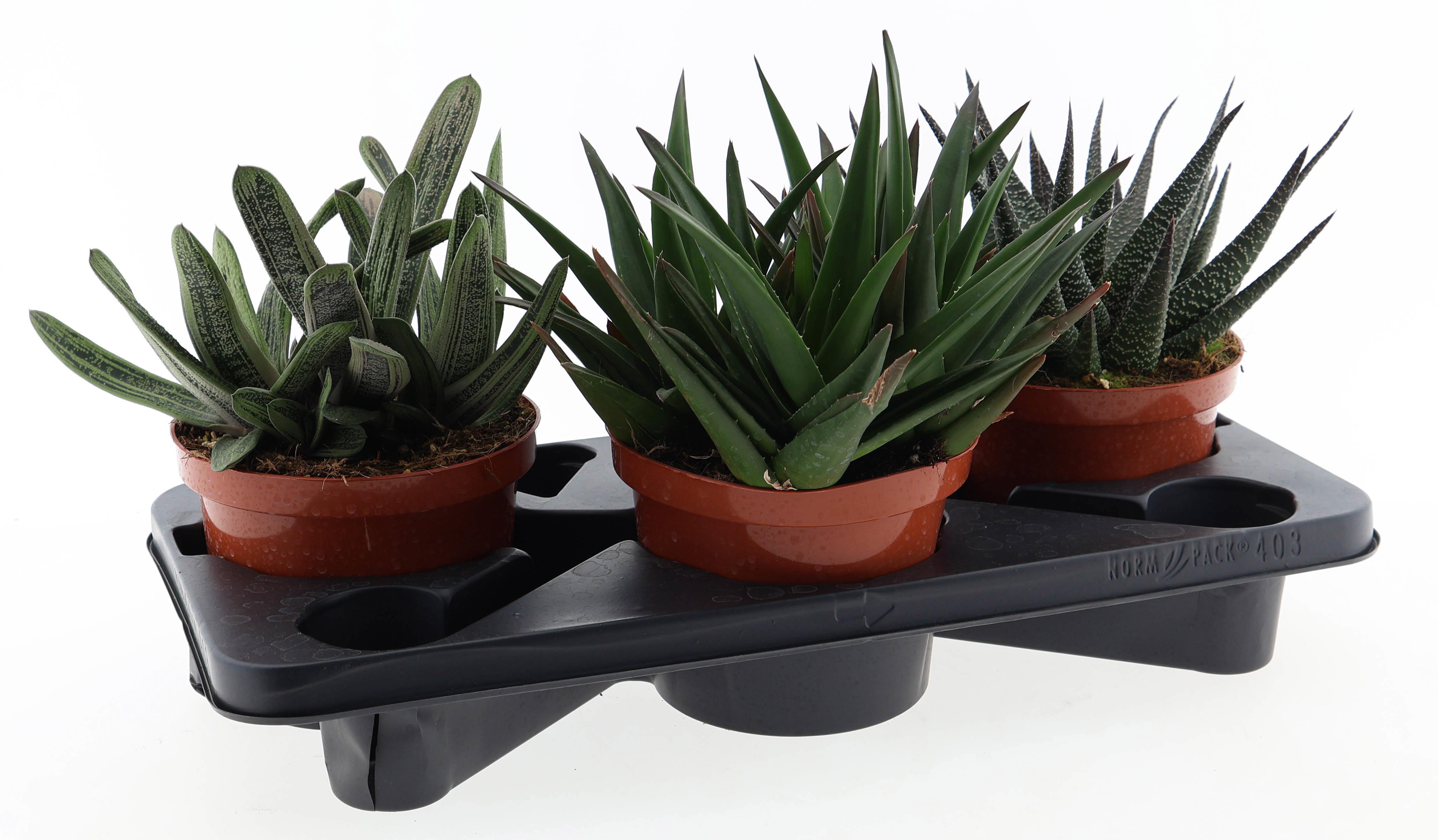 Горшечные цветы и растения оптом Aloe Haworthia Mix от 3шт из Голландии с доставкой по России