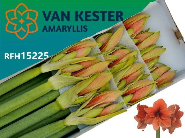 Срезанные цветы оптом Hippeastrum desire от 10шт из Голландии с доставкой по России