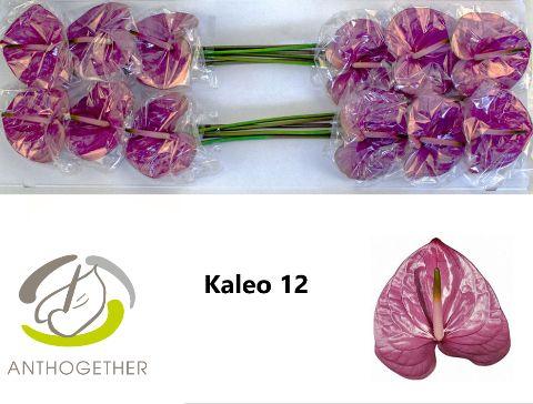 Срезанные цветы оптом Anthurium kaleo от 12шт. из Голландии с доставкой по России