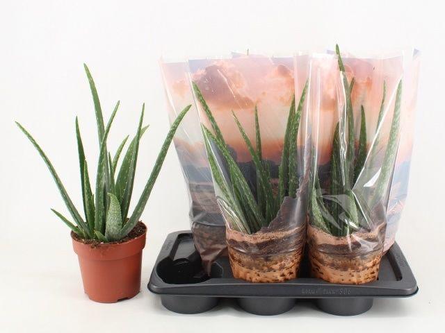 Горшечные цветы и растения оптом Aloe Vera от 6шт из Голландии с доставкой по России