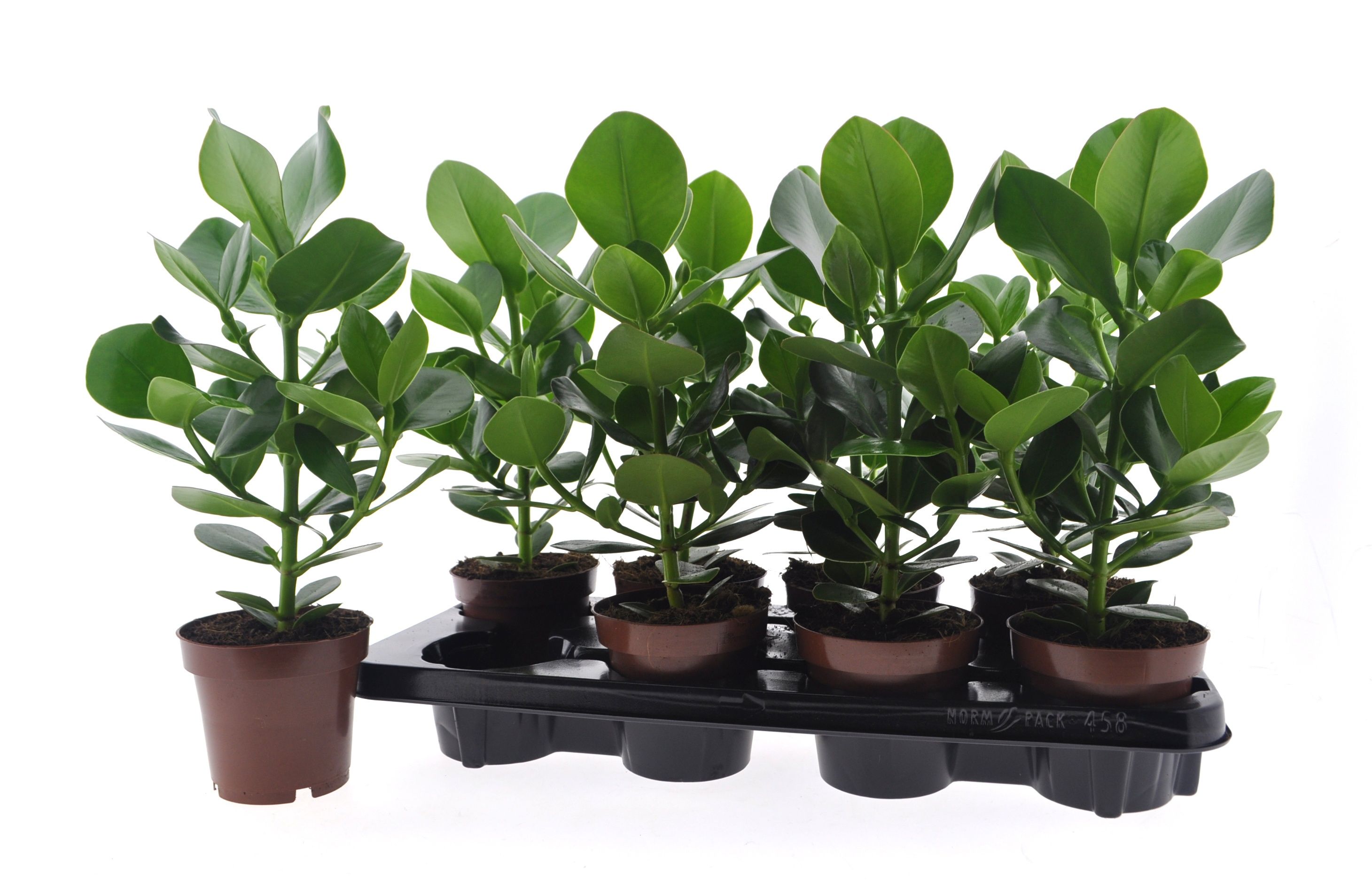 Горшечные цветы и растения оптом Clu Ro Princess от 8шт из Голландии с доставкой по России